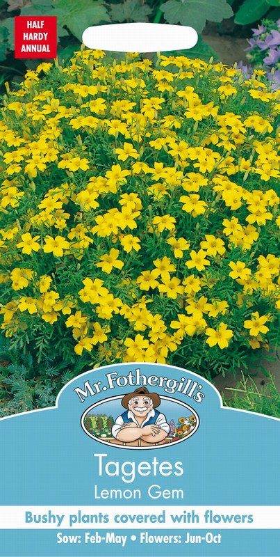 UK/FO-TAGETES Lemon Gem