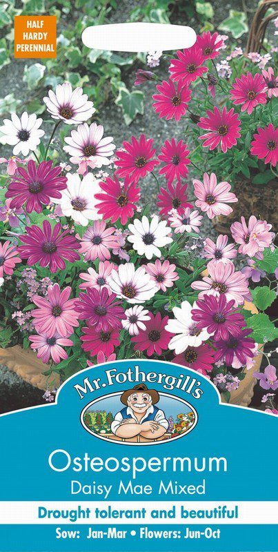 UK/FO-OSTEOSPERMUM Daisy Mae Mixed