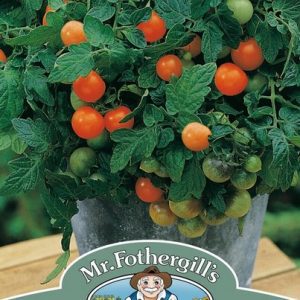 UK/FO-TOMATO Garden Pearl