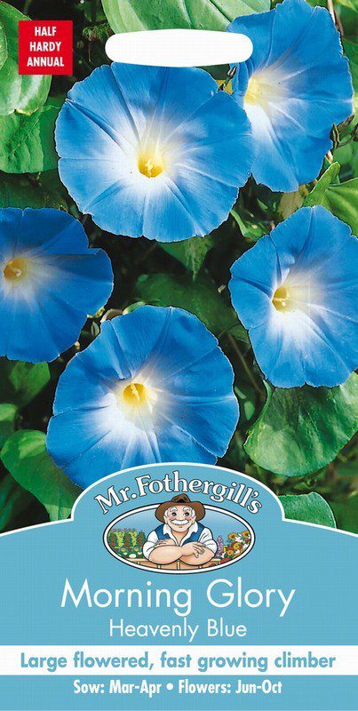 UK/FO-MORNING GLORY Heavenly Blue
