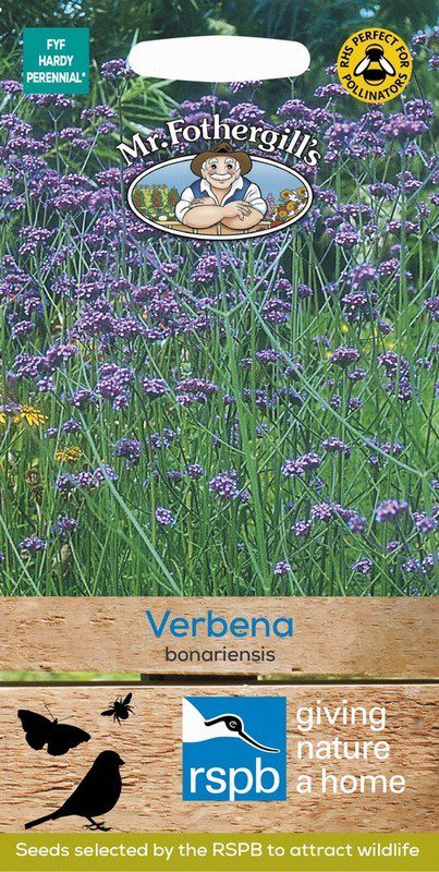 UK/FO-VERBENA bonariensis