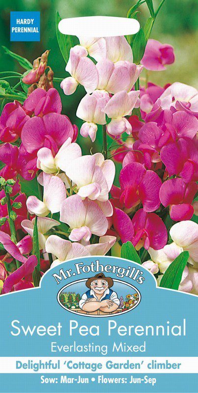 UK/FO-SWEET PEA Perennial Everlasting Mixed