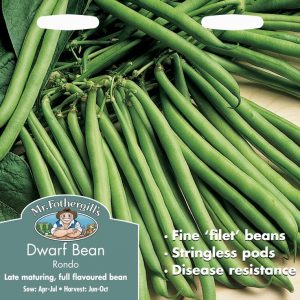 UK/FO-DWARF FRENCH BEAN Rondo