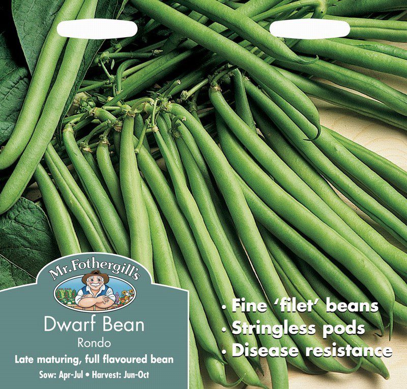 UK/FO-DWARF FRENCH BEAN Rondo