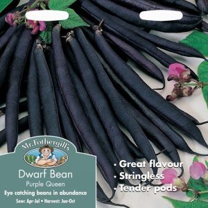 UK/FO-DWARF FRENCH BEAN Purple Queen