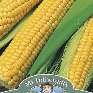 UK/FO-SWEET CORN Bodacious RM F1