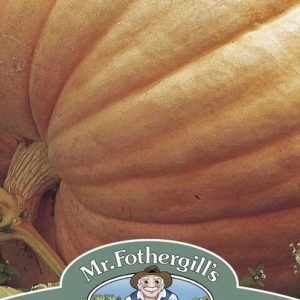UK/FO-PUMPKIN Atlantic Giant