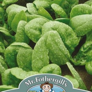 UK/FO-SPINACH Cello F1