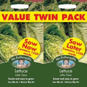 UK/FO-LETTUCE Little Gem Bumper Pack