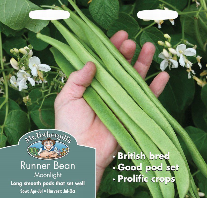 UK/FO-RUNNER BEAN Moonlight