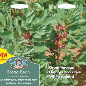 UK/FO-BROAD BEAN Crimson Flowered