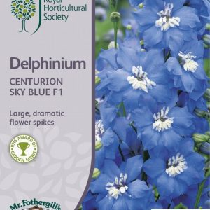 UK/FO-RHS-DELPHINIUM Centurion Sky Blue F1