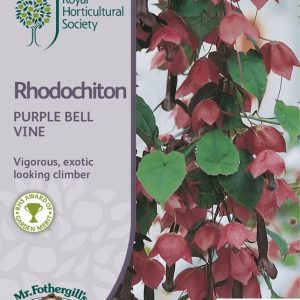 UK/FO-RHS-RHODOCHITON Purple Bell Vine