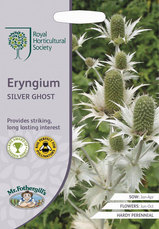 UK/FO-RHS-ERYNGIUM Silver Ghost