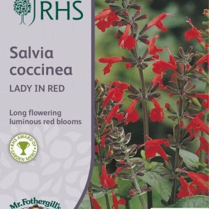 UK/FO-RHS-SALVIA coccinea Lady in Red