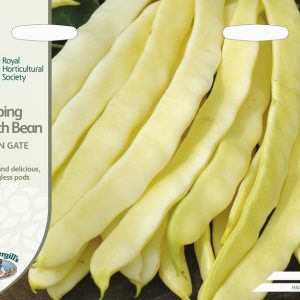 UK/FO-RHS-CLIMBING FRENCH BEAN Golden Gate