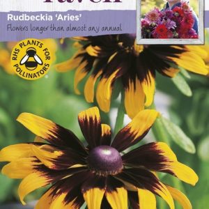 UK/SR-RUDBECKIA Aries