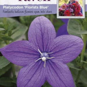 UK/SR-PLATYCODON Florists Blue