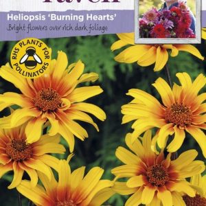 UK/SR-HELIOPSIS Burning Hearts