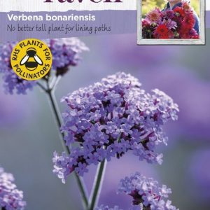 UK/SR-VERBENA bonariensis