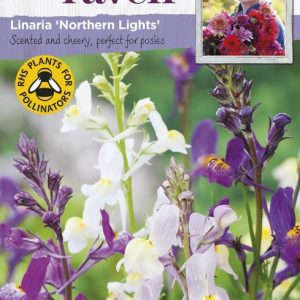 UK/SR-LINARIA Northern Lights