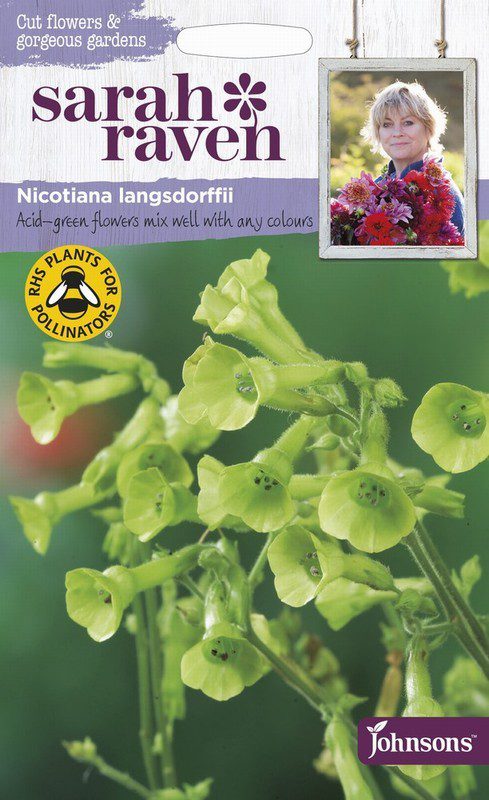 UK/SR-NICOTIANA langsdorffii