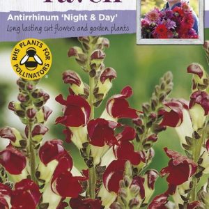 UK/SR-ANTIRRHINUM Night & Day