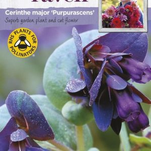 UK/SR-CERINTHE major Purpurascens