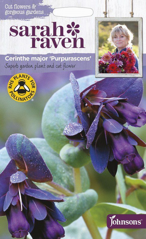 UK/SR-CERINTHE major Purpurascens