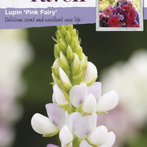 UK/SR-LUPIN Pink Fairy