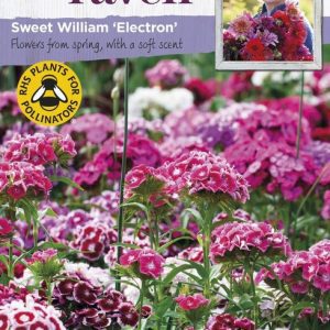 UK/SR-SWEET WILLIAM Electron