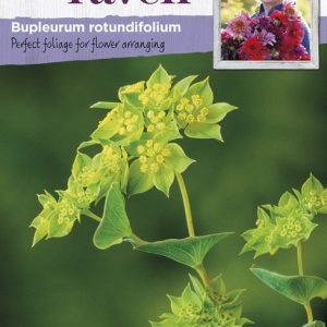 UK/SR-BUPLEURUM rotundifolium