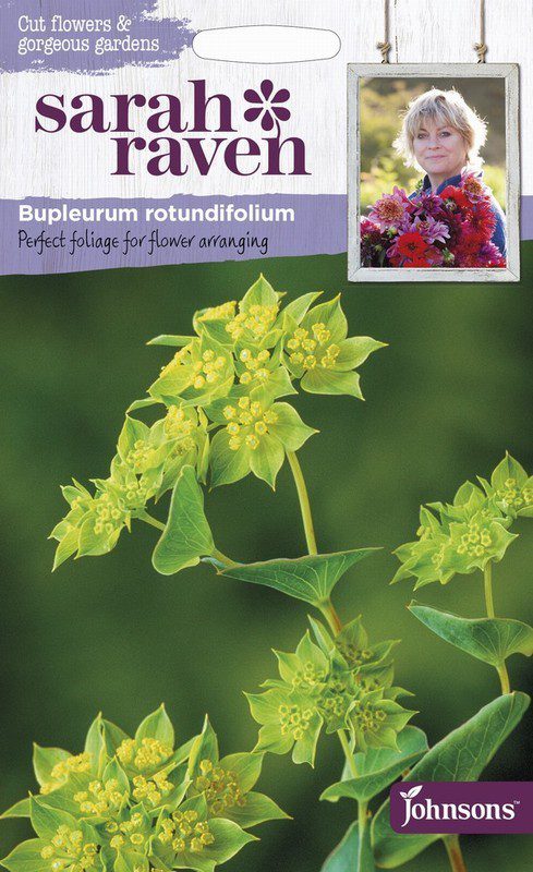 UK/SR-BUPLEURUM rotundifolium
