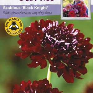 UK/SR-SCABIOUS Black Knight