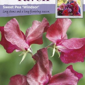 UK/SR-SWEET PEA Windsor