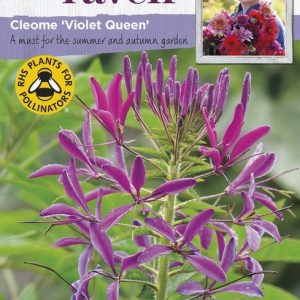 UK/SR-CLEOME Violet Queen