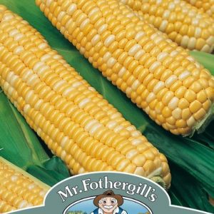 UK/FO-SWEET CORN Ambrosia F1