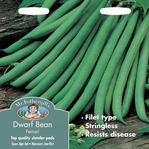 UK/FO-DWARF FRENCH BEAN Ferrari
