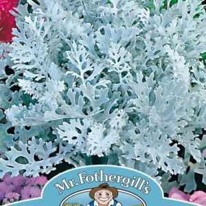 UK/FO-CINERARIA Silver Dust