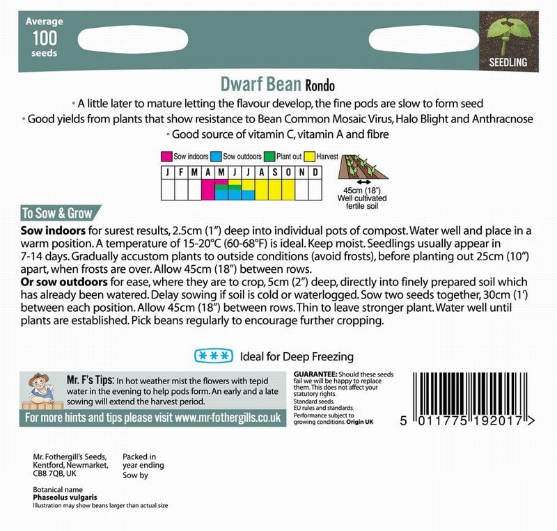 UK/FO-DWARF FRENCH BEAN Rondo - Image 2