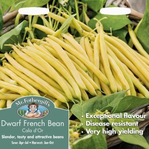 UK/FO-DWARF FRENCH BEAN Cala D'Or