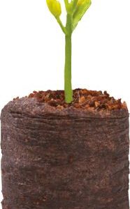 20 Coir Growing Pellets
