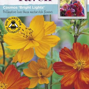 UK/SR-COSMOS Bright Lights
