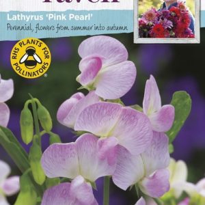 UK/SR-LATHYRUS Pink Pearl
