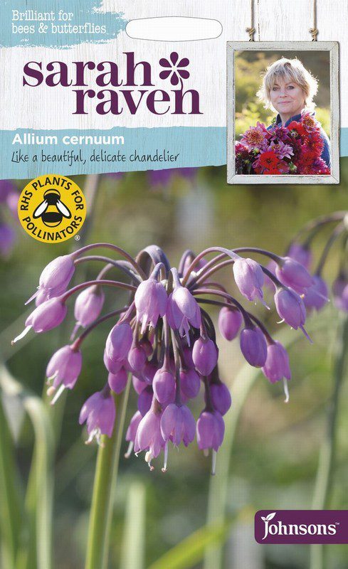 UK/SR-ALLIUM cernuum