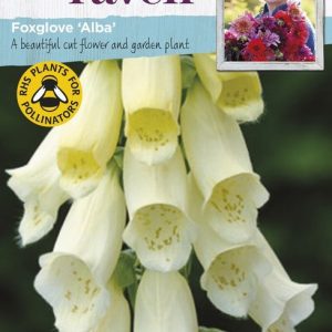 UK/SR-FOXGLOVE Alba