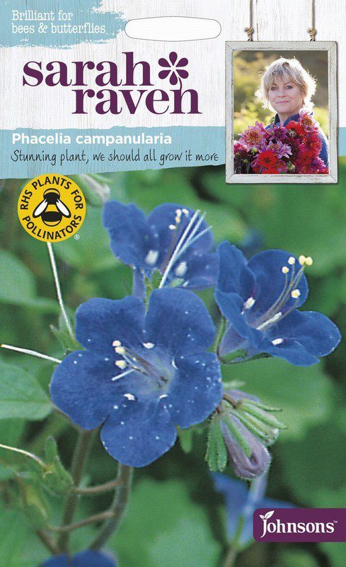 UK/SR-PHACELIA campanularia