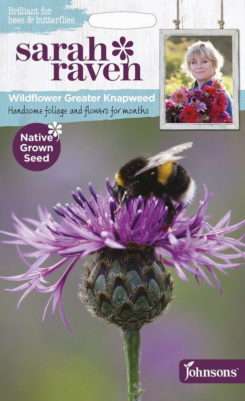 GREATER KNAPWEED