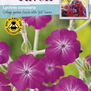 UK/SR-LYCHNIS coronaria