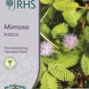 UK/FO-RHS-MIMOSA Pudica